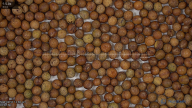 seed