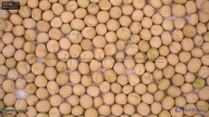 seed