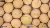 column seed