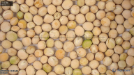 seed
