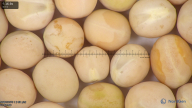 column seed