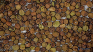 seed