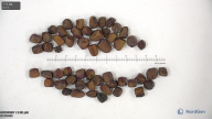 seed