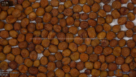 seed