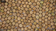 seed