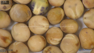 column seed