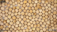 seed