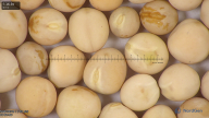 column seed