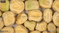 column seed