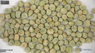 seed