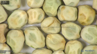 column seed