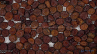 column seed