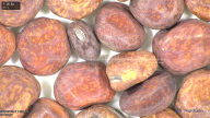 column seed