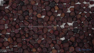seed