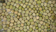 seed