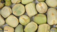 column seed