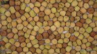 seed