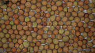 seed