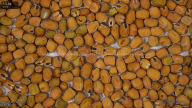 seed
