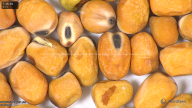 column seed