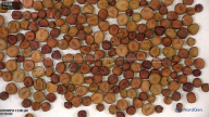 seed