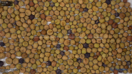 seed