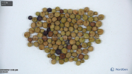 column seed
