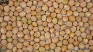 seed