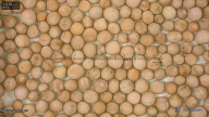 seed