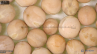 column seed