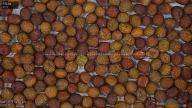 seed