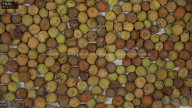 seed