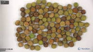 column seed