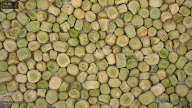 seed
