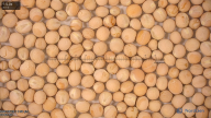 seed
