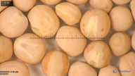 column seed