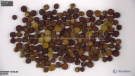 seed
