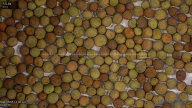 seed