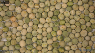 seed