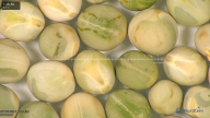 column seed