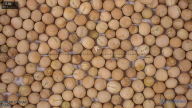 seed