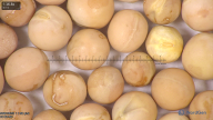 column seed
