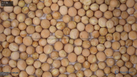 seed
