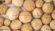 column seed
