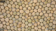 column seed