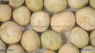 column seed