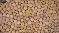 seed