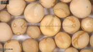 column seed