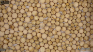 seed
