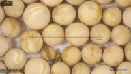 column seed